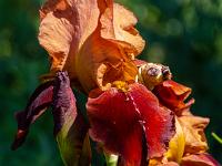 Rotorangefarbige Irisblüten